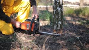 Why Choose Our Tree Removal Services in Stratford, WI?