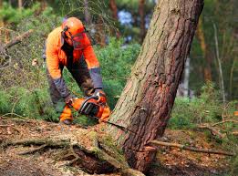 Trusted Stratford, WI Tree Services Experts